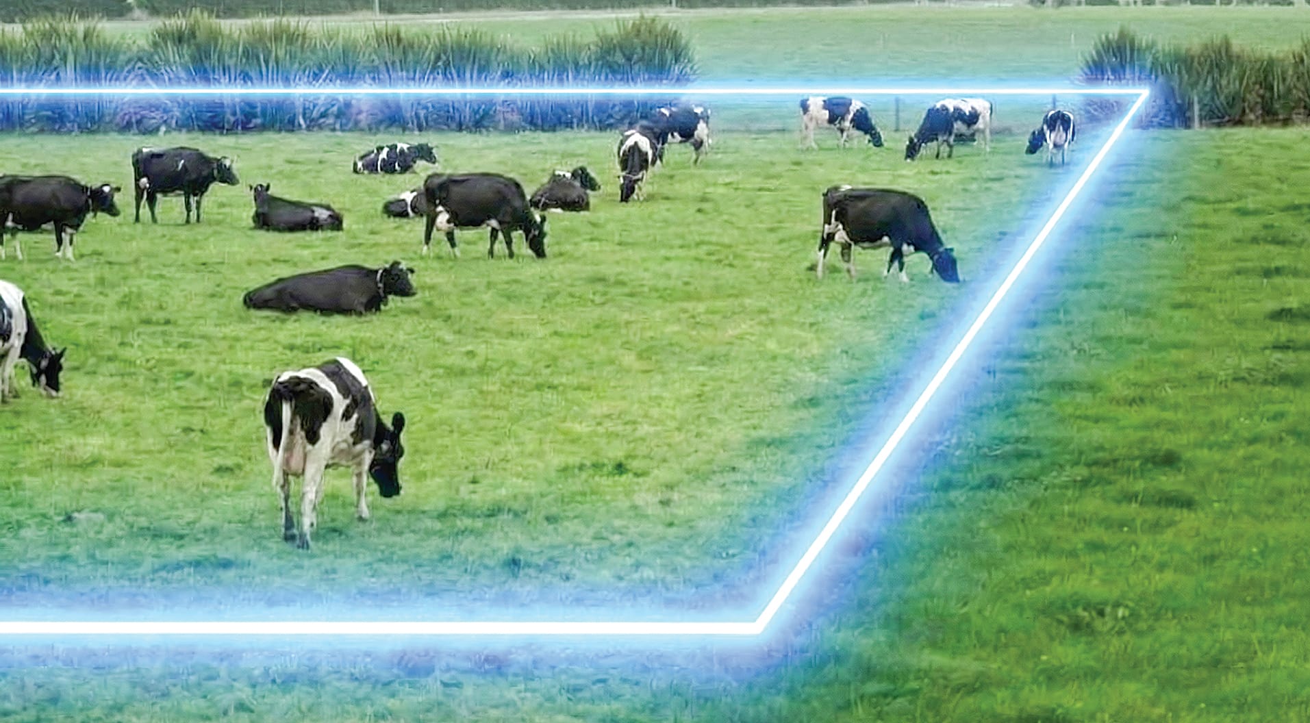 Mirboo North farmers among Victoria's first to adopt virtual fencing