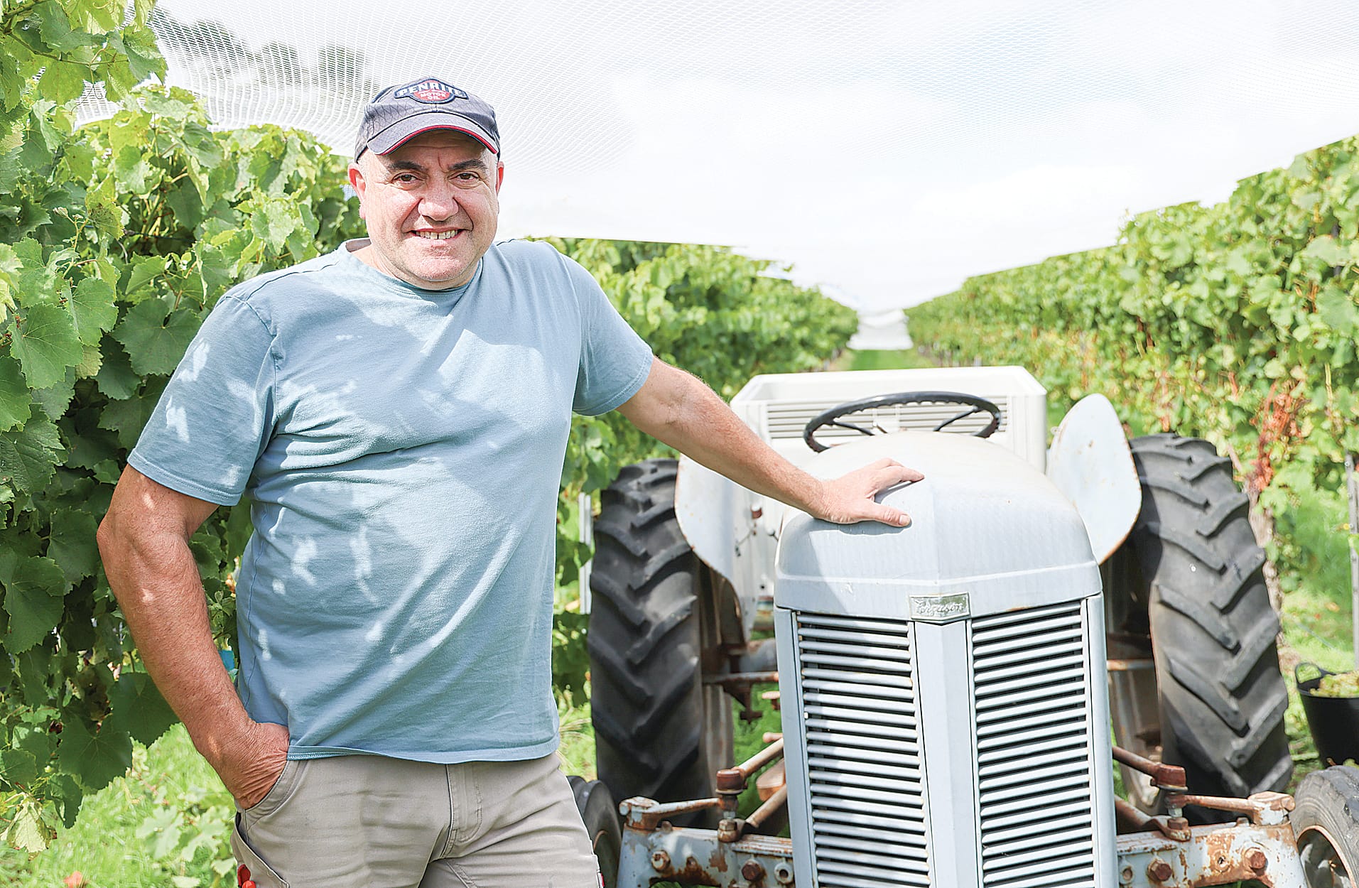 Harvest now underway at The Gurdies winery