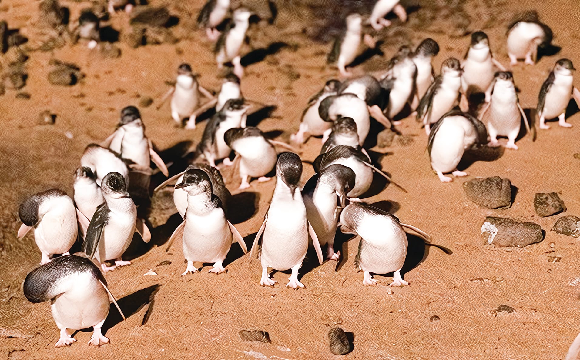 Phillip Island to host world penguin congress