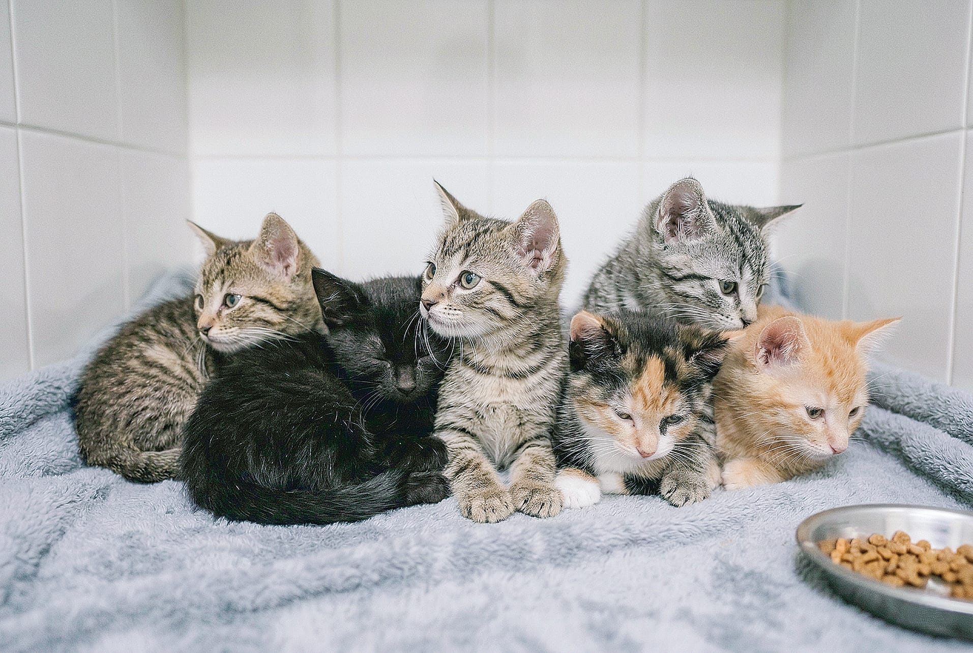 RSPCA rescues more than 580 animals in rough start to 2026