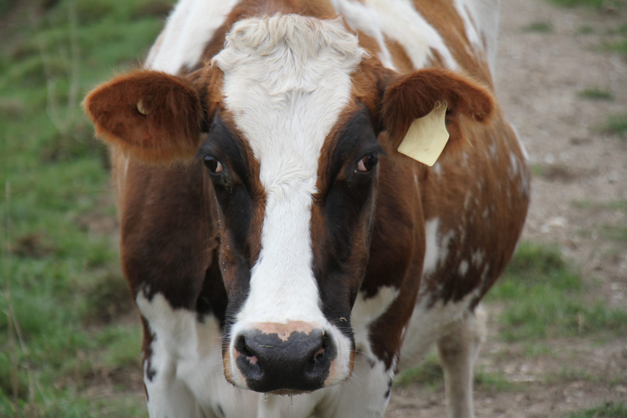 Keeping cow manure out of our rivers