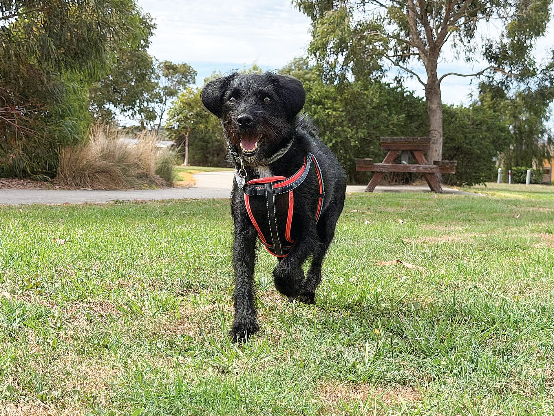 Bass Coast endorses draft dogs in public places guidelines