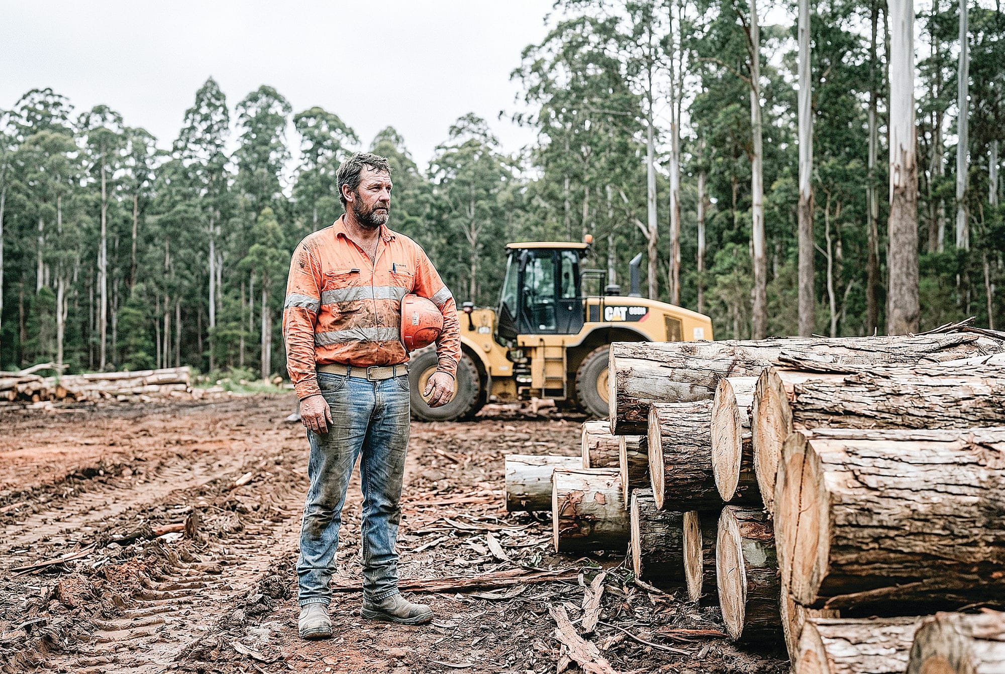 Auditor General’s timber report puts spotlight back on Gippsland