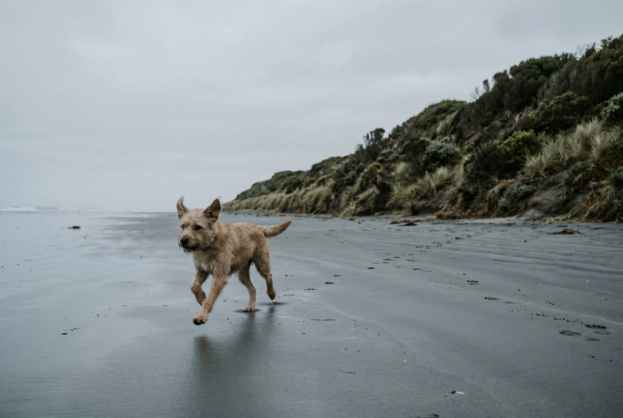 Council says dog beach access won’t change as dog park opens
