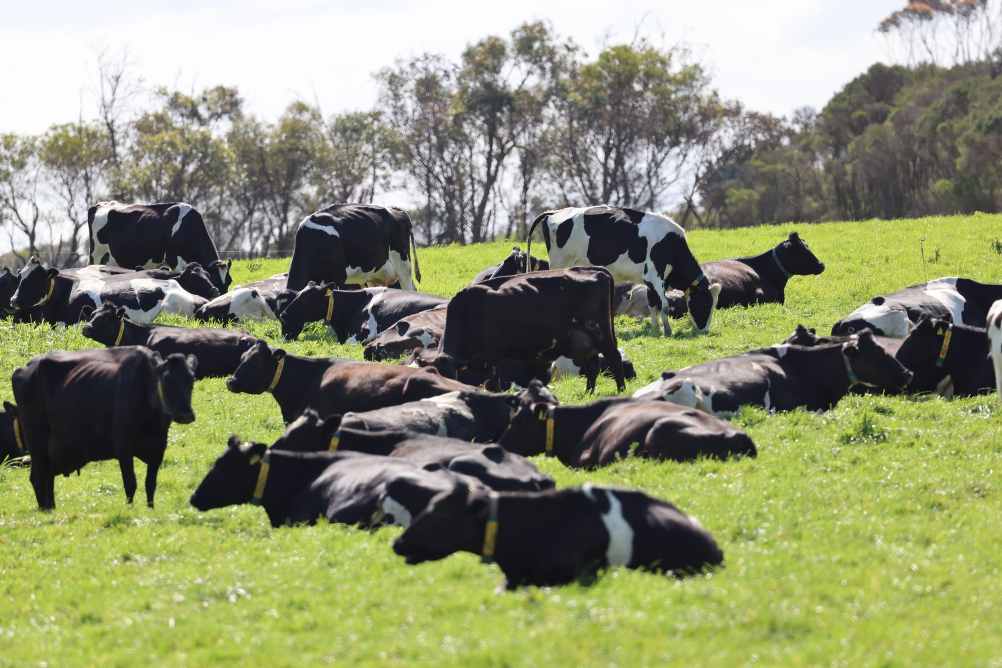 Dairyfarmers urged to be cautious over milk price offers