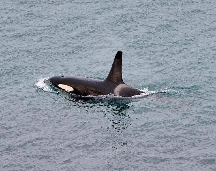 Phillip Island's whale festival receives a boost but why wait?