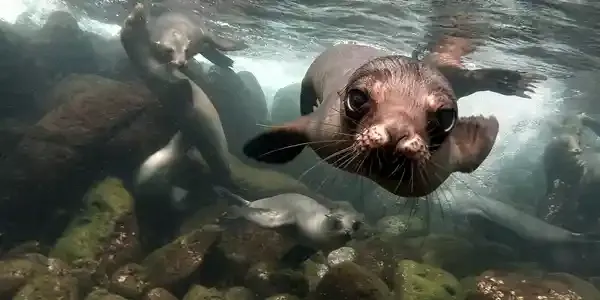 Hope beneath the surface community coalition revives Phillip Island’s giant kelp forests