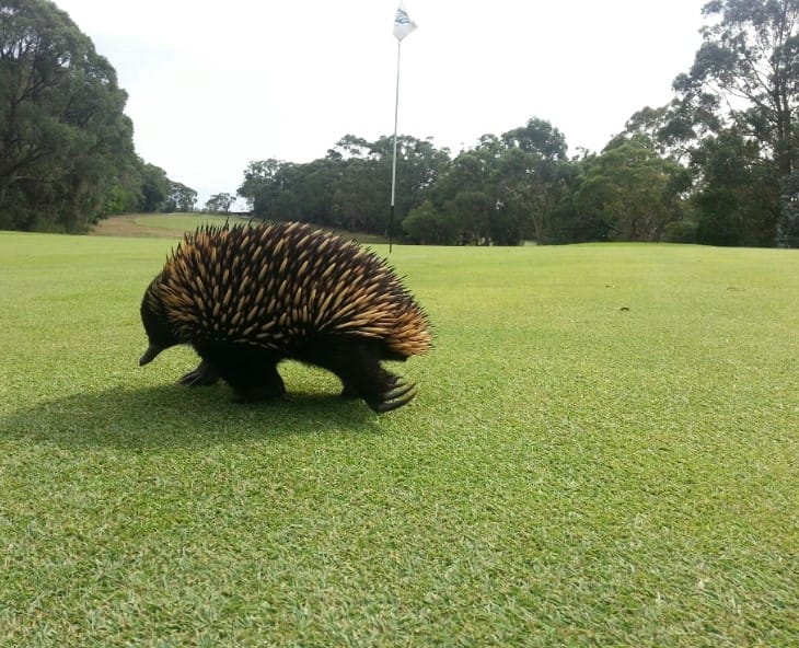 Leongatha Golf Club is part of the regional golf scene helping build Victoria’s “home of golf” reputation. Photo: Leongatha Golf Club.