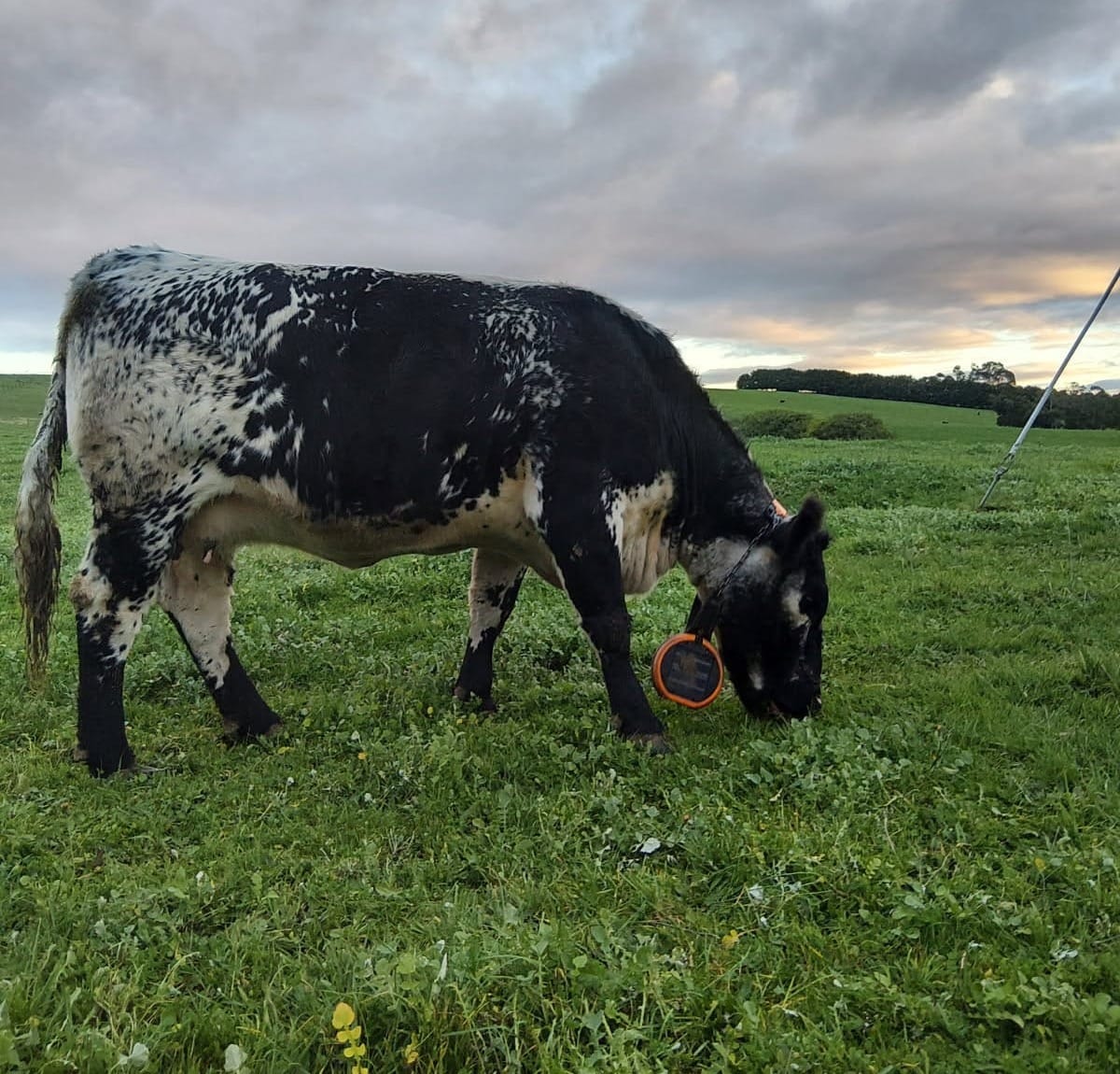 The GPS-enabled collars use audio cues and mild pulses to keep cattle within virtual boundaries set through an app.