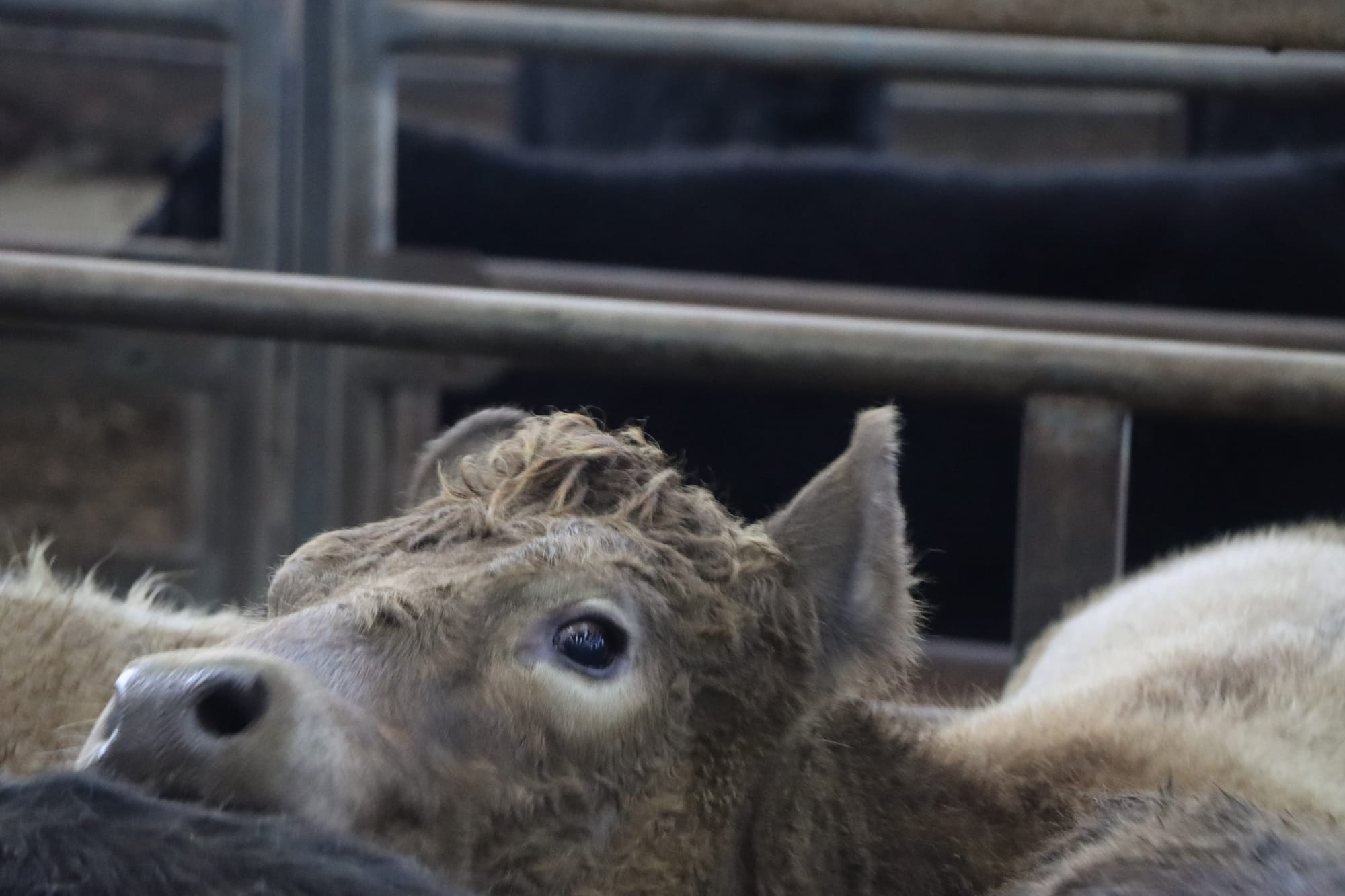 Solid results and big cattle numbers at Leongatha Store Sale