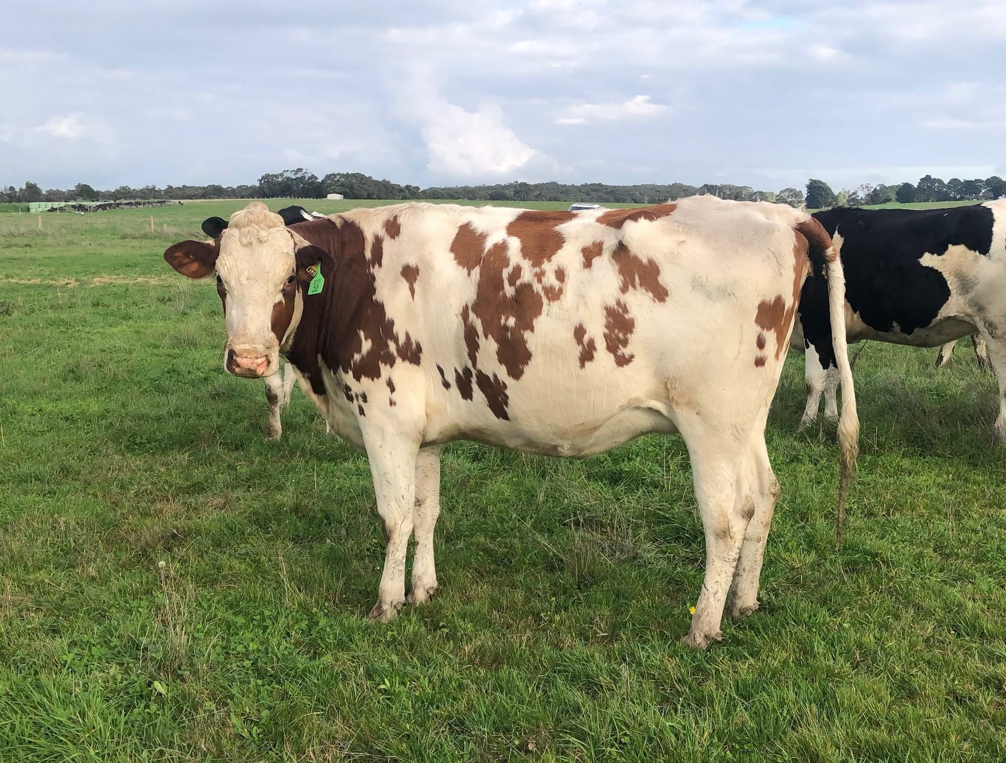 Lamers in calf heifer dispersal sale a success