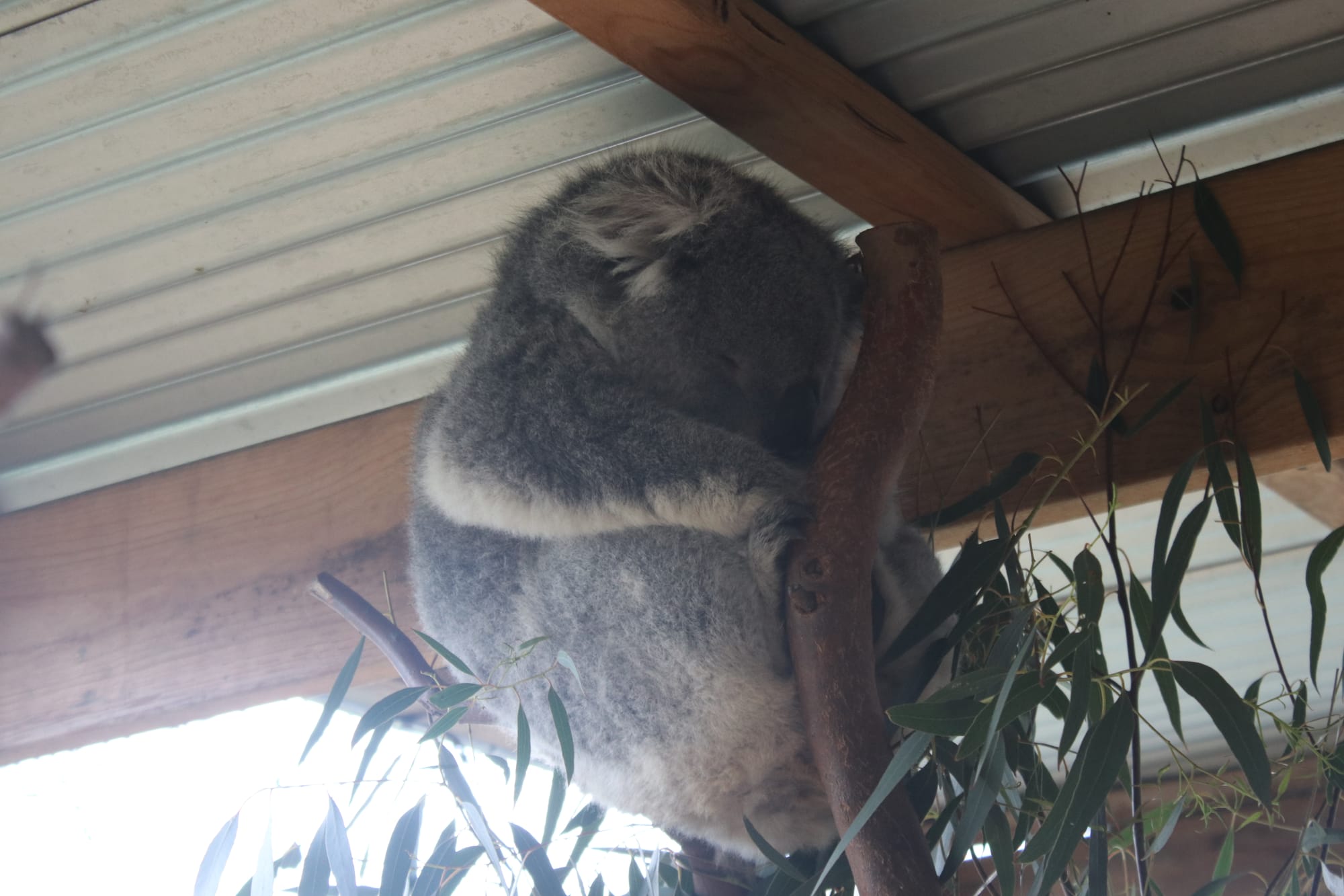 A koala in care at the Bass Coast/South Gippsland Wildlife Rescue and Shelter enjoys an afternoon nap.