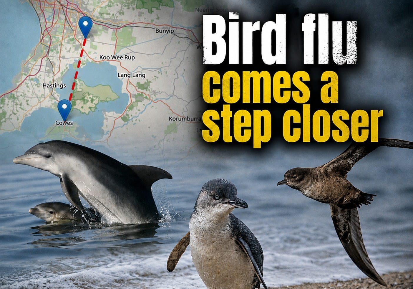 Bird flu only 36km away from our precious penguins