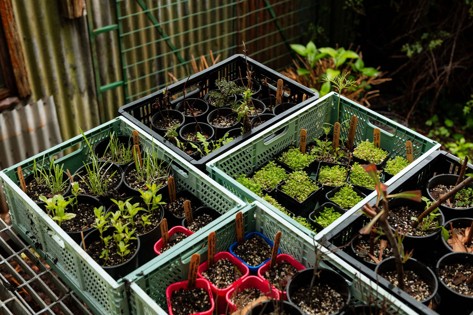 Seedlings are raised in reused crates at the farm. Photography by Nicky Cawood.