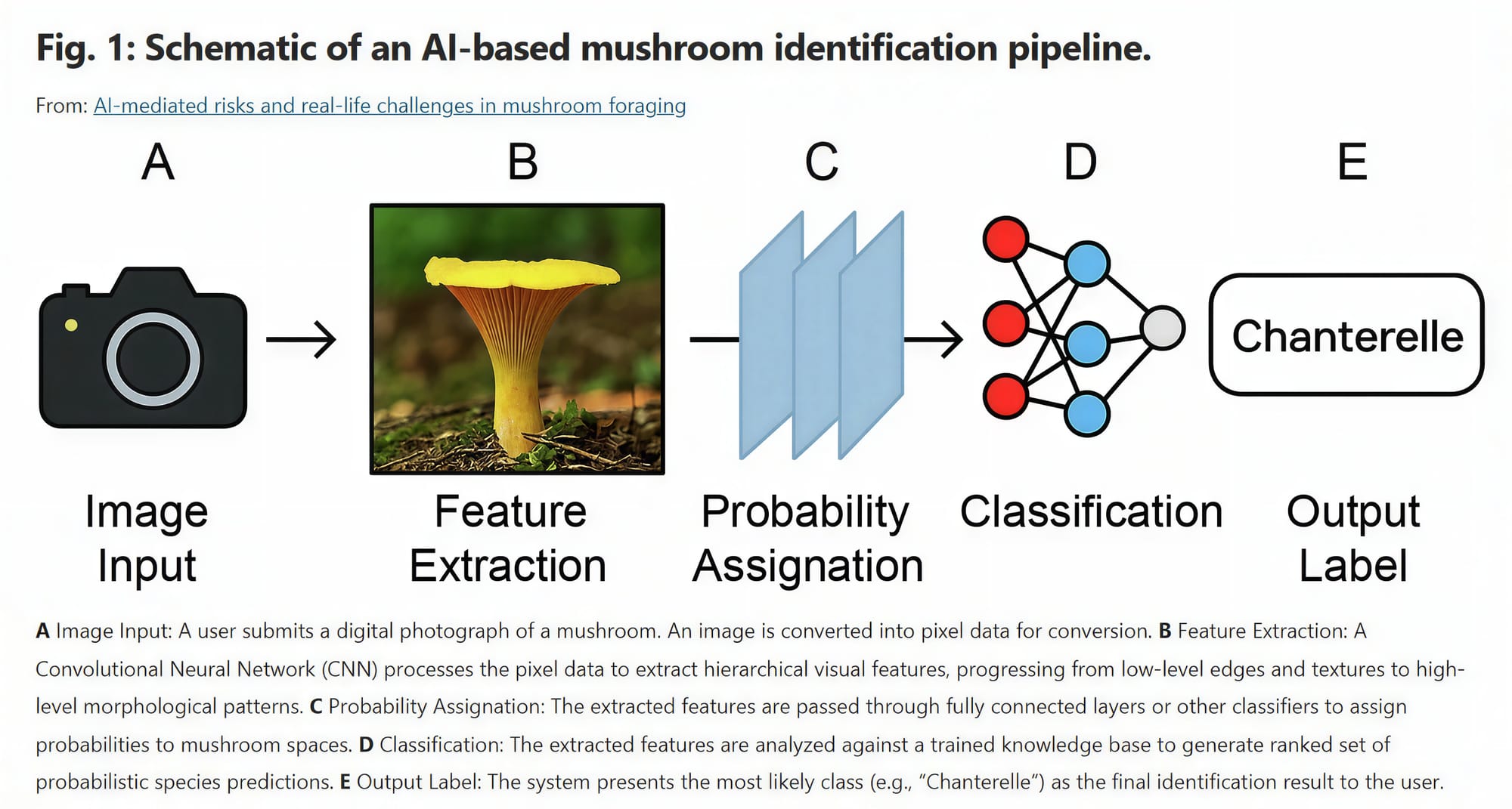 The five steps an identification app takes from the photo a user submits to the single name it puts on the screen. Image npj Science of Food.