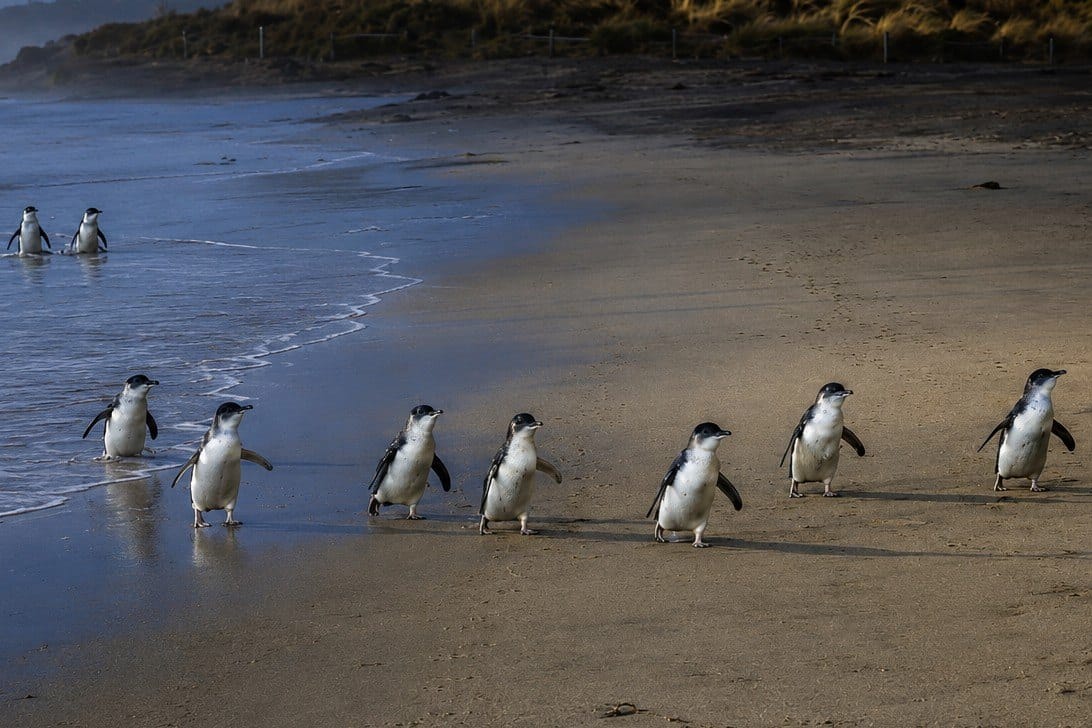 Little penguins on a Phillip Island beach