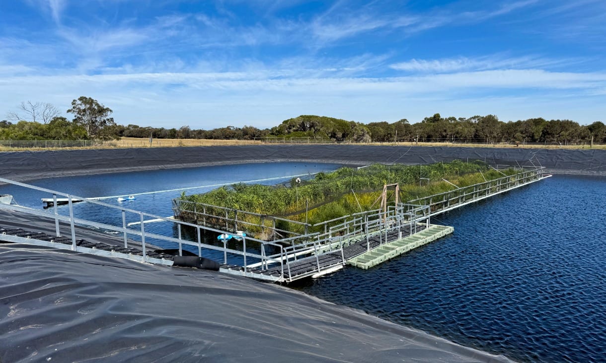 The floating wetland in a holding lagoon at Westernport Water wastewater treatment plant on Phillip Island.