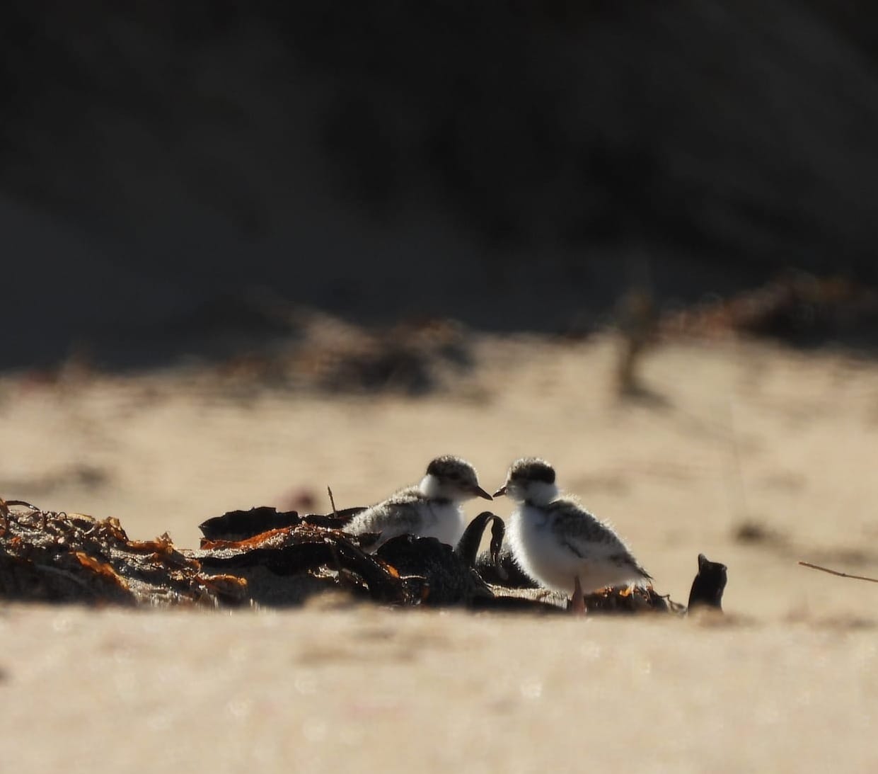 Hooded plovers have begun establishing their coastal breeding territories, with their beach nests often leaving eggs and chicks vulnerable to disturbance.