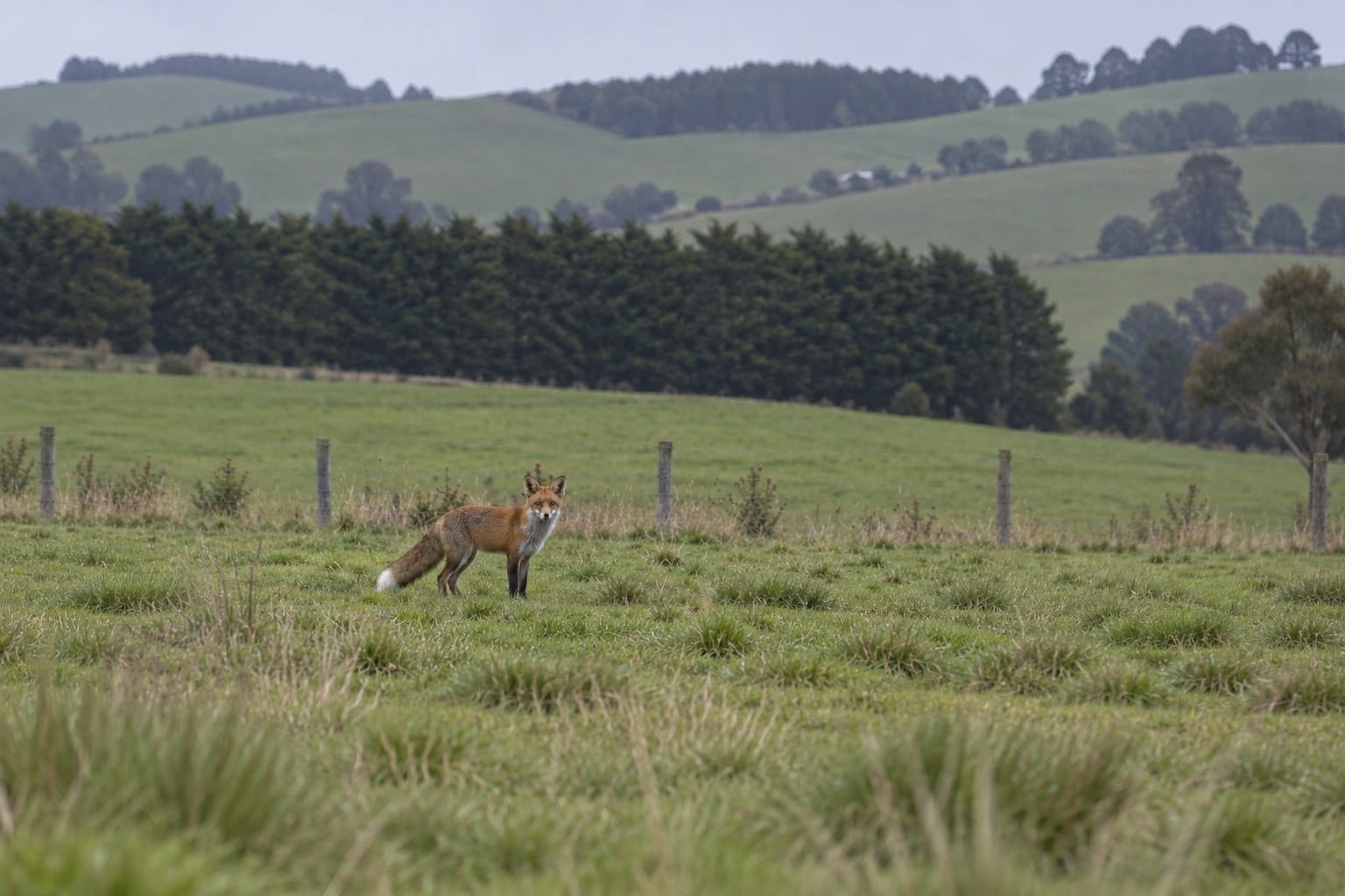Man convicted at Wonthaggi court over fox bait misuse