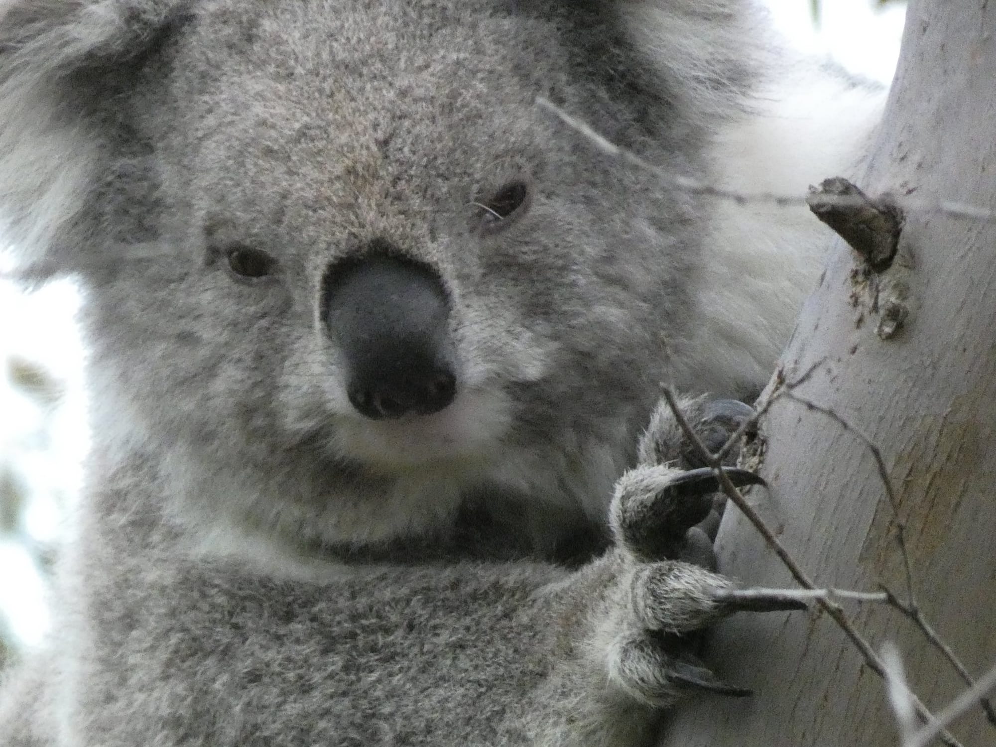 Local koala habitats to benefit from $2.6 million funding package