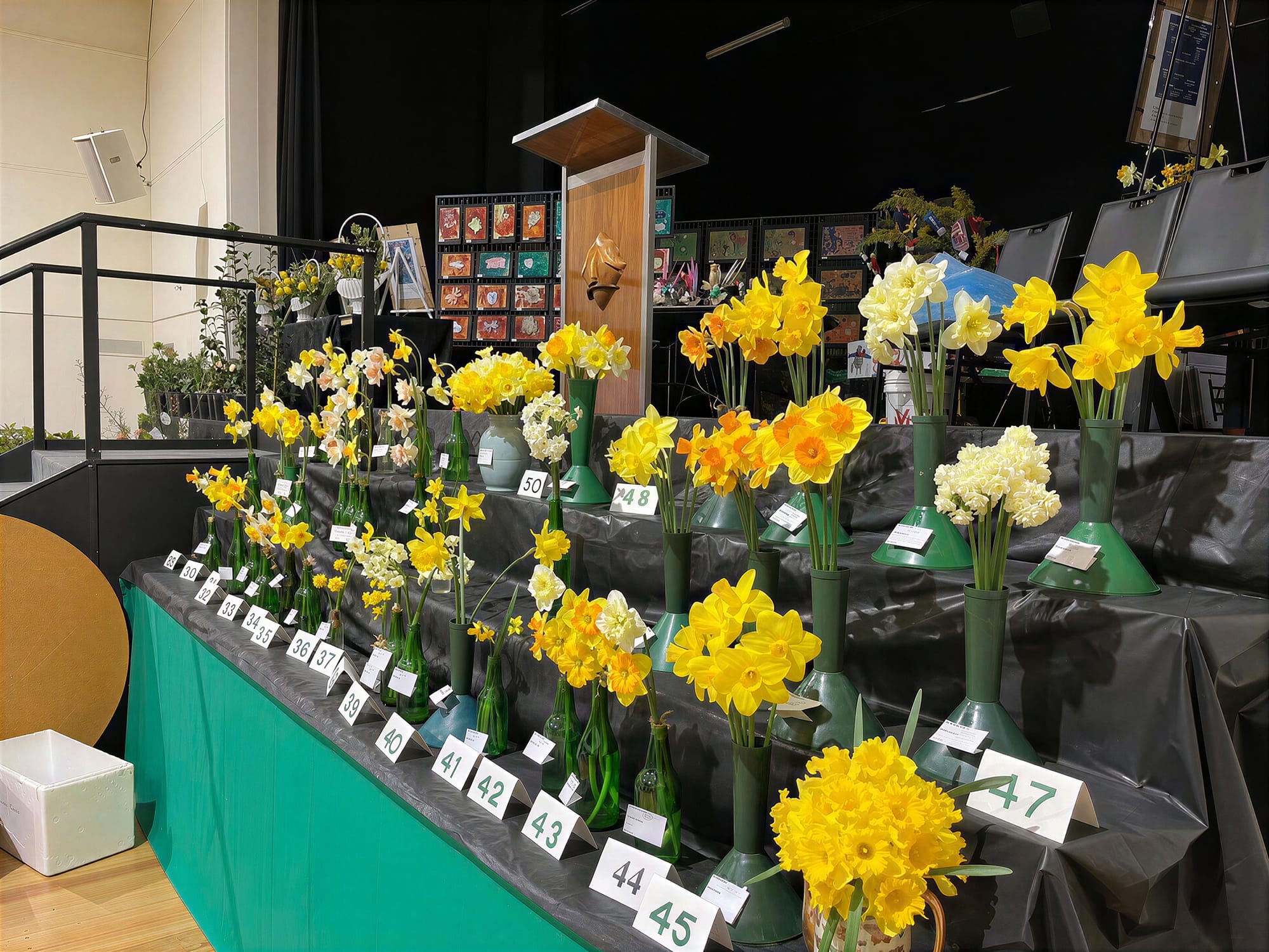 Daffodil entries at this year’s Leongatha Daffodil and Floral show.