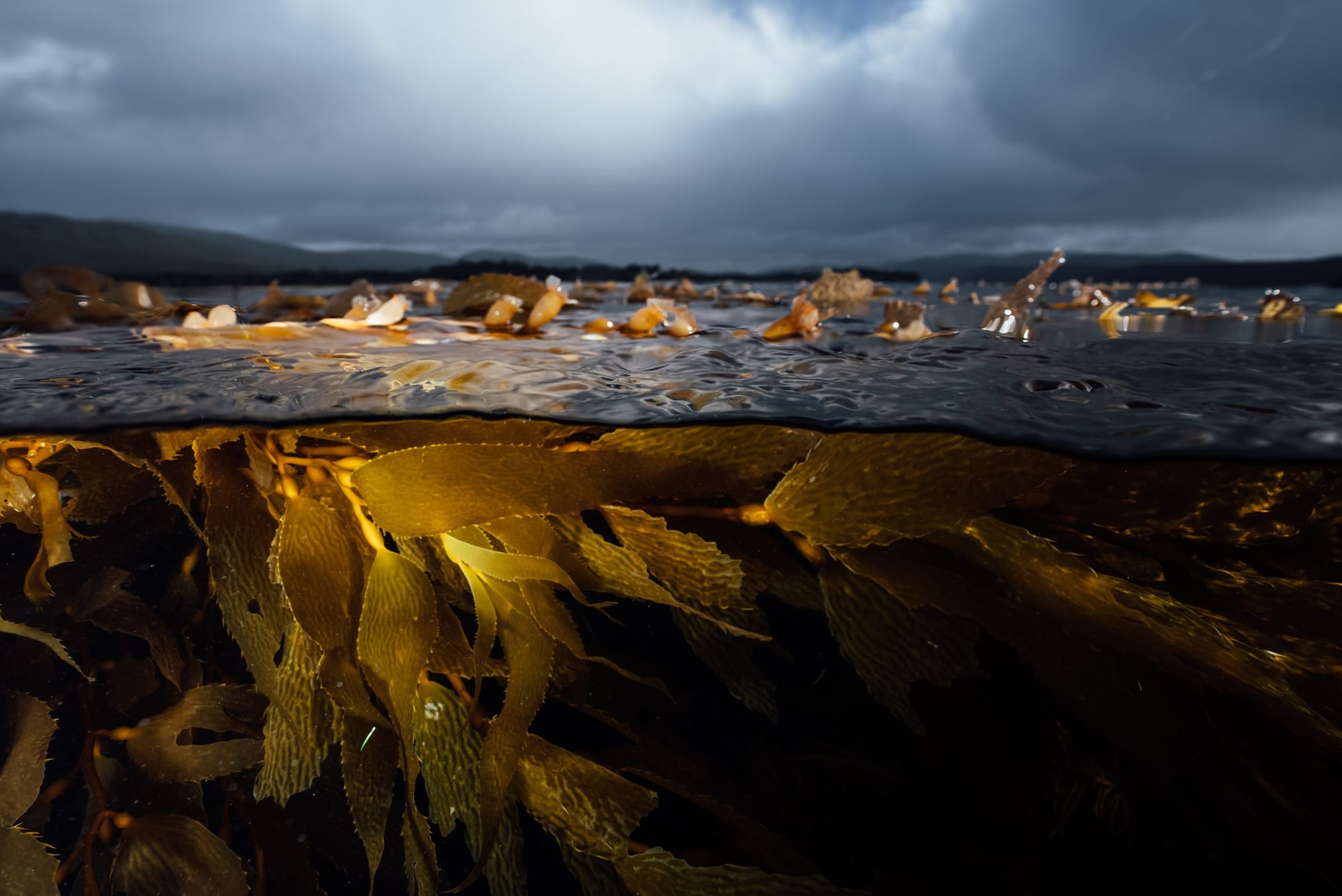 Giant kelp at the water's surface