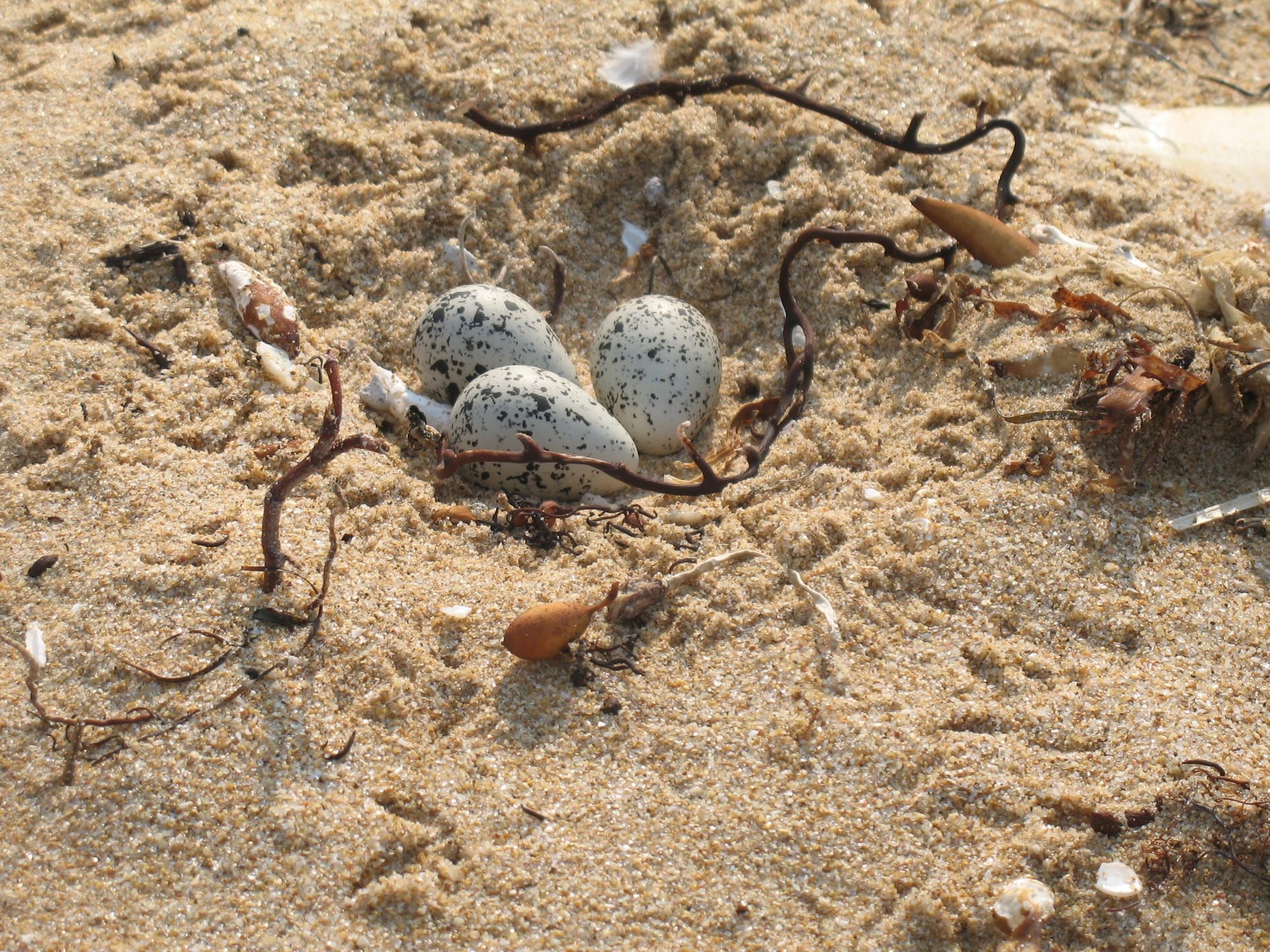 Hooded plover eggs in a beach nest