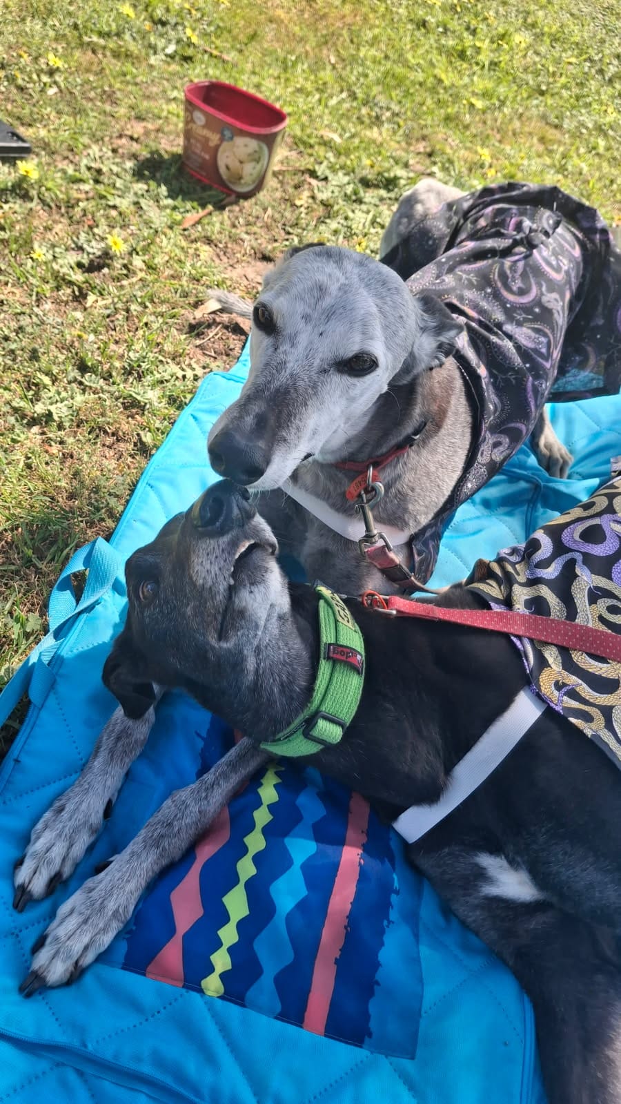 Two greyhounds enjoy an outing at Inverloch’s Great Global Greyhound Walk.