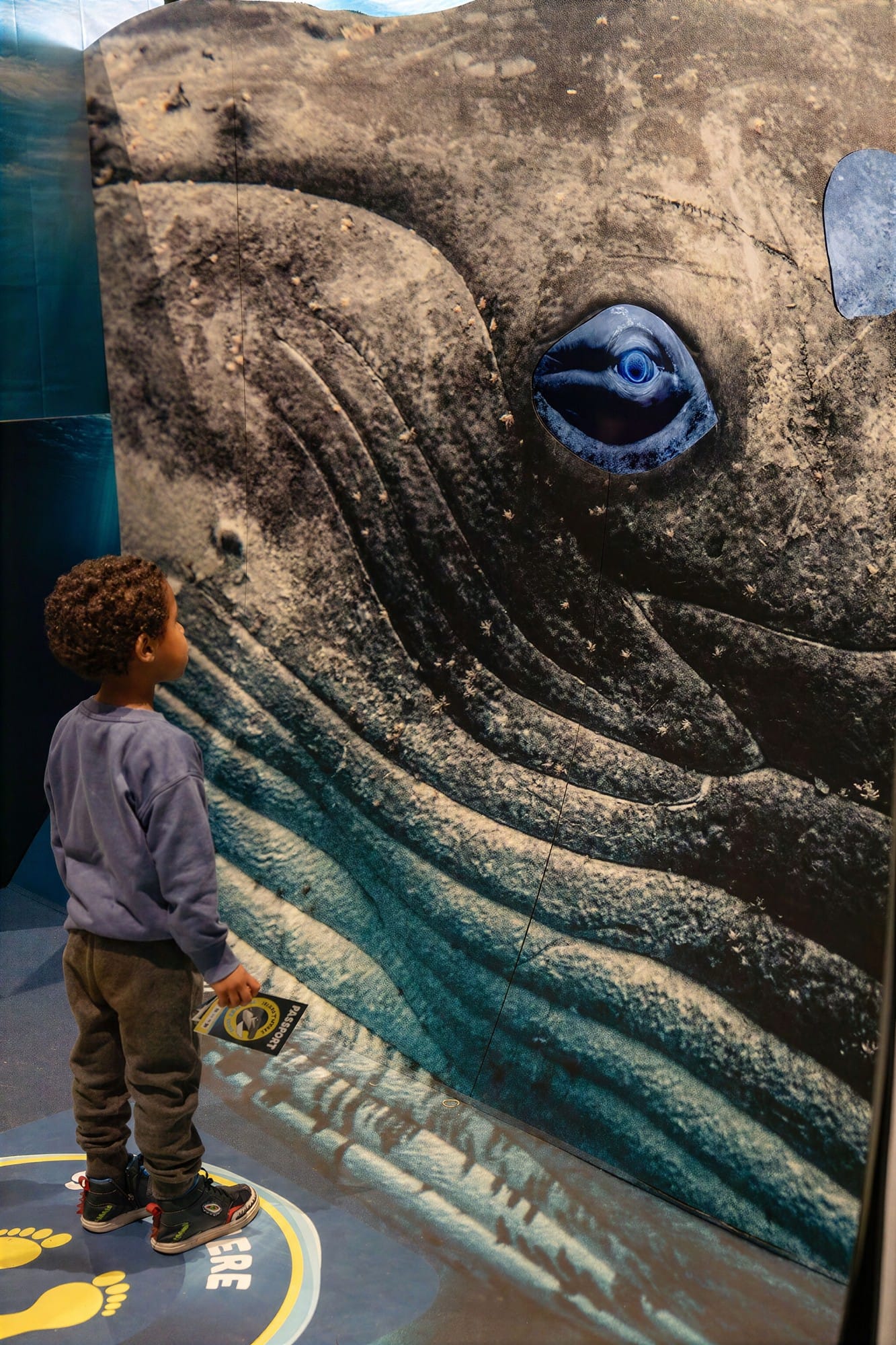 A young visitor in front of a giant whale image