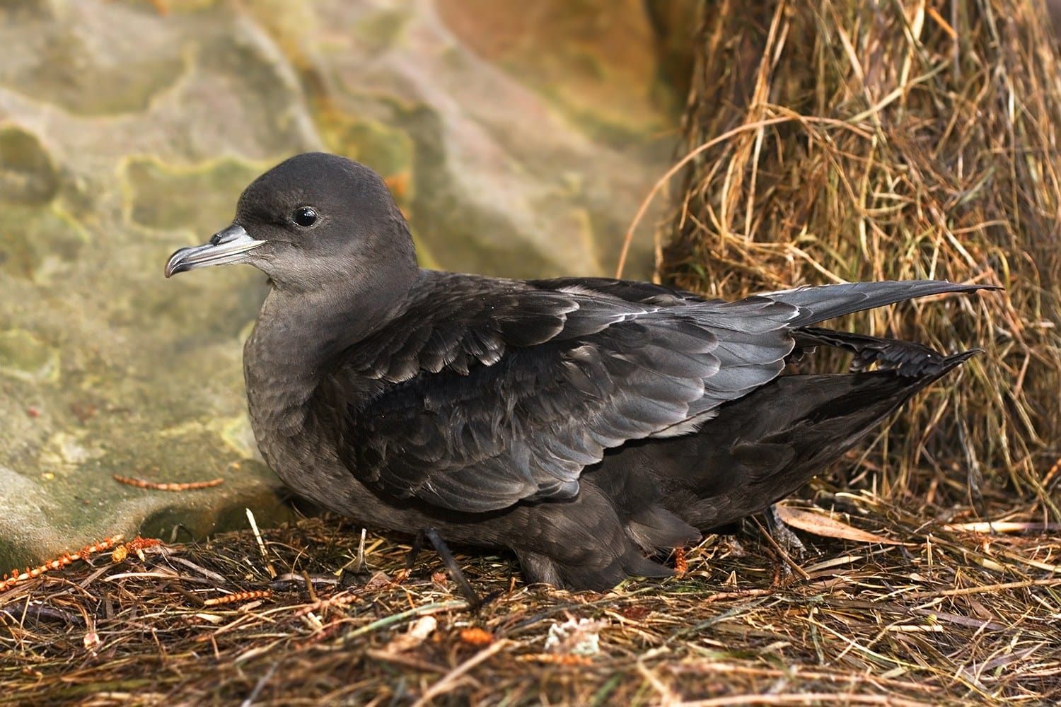 Short-tailed shearwater
