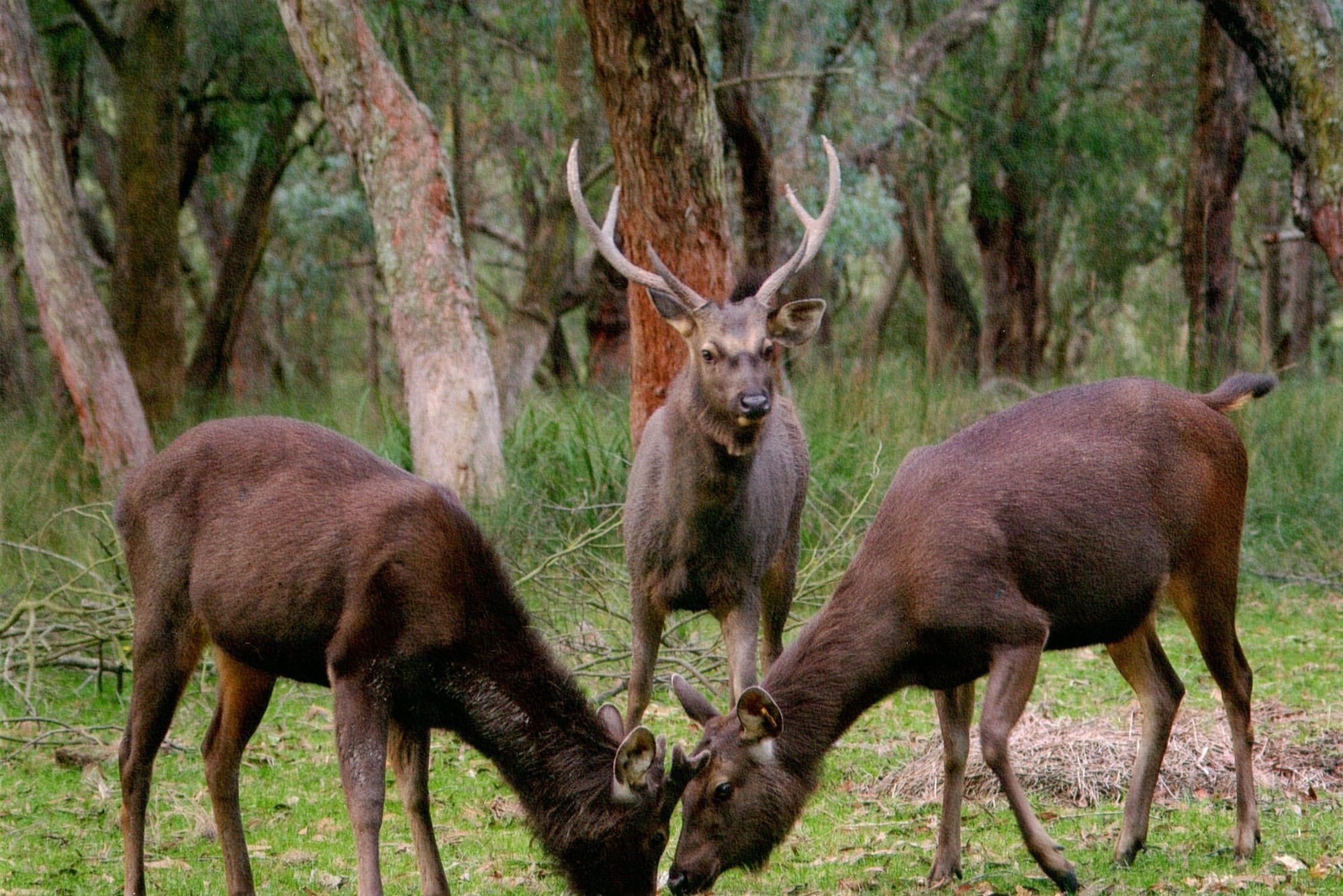 Deer damage to be in focus at Koonwarra expo