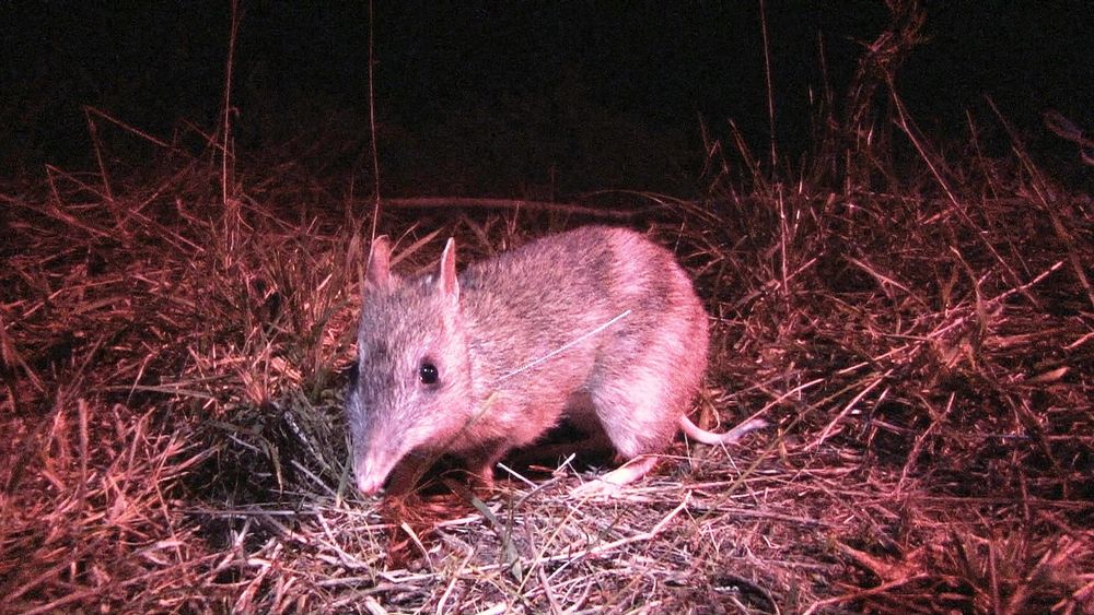 Help protect endangered bandicoots when driving post image
