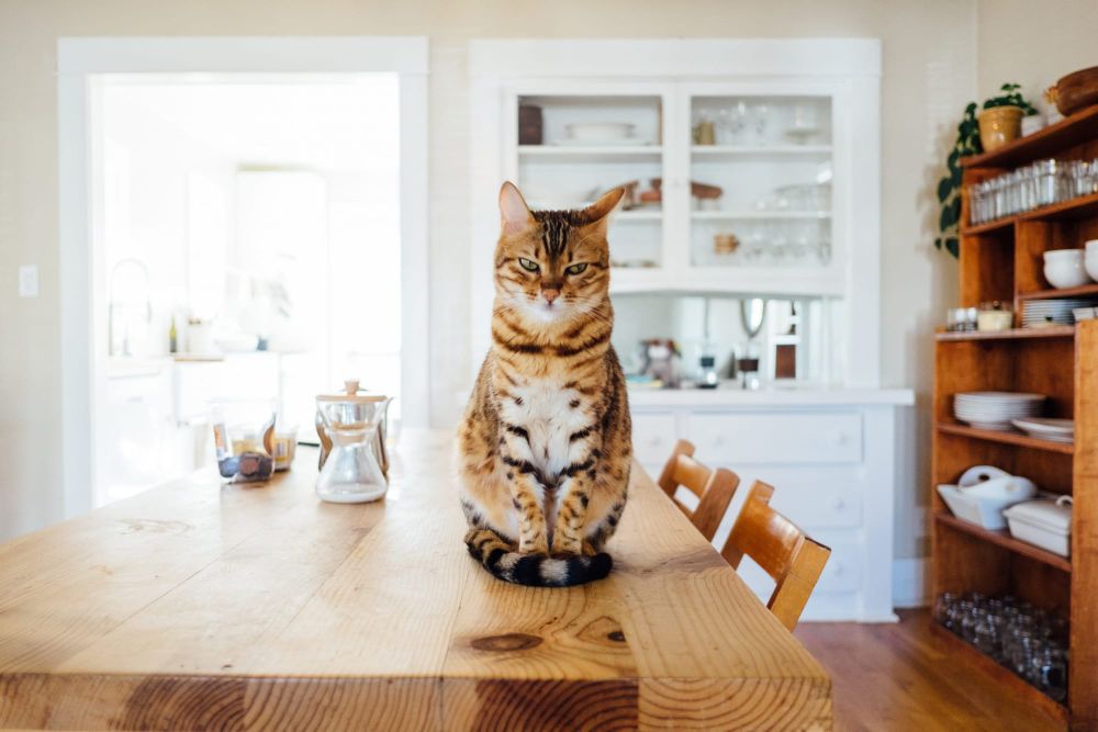 Cats to be confined to properties 24/7 post image