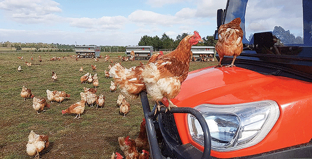 High-quality machinery ‘eggs-tracts’ best results post image