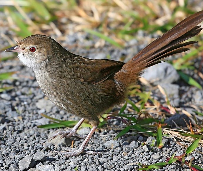 Saving the precious Eastern Bristlebird post image