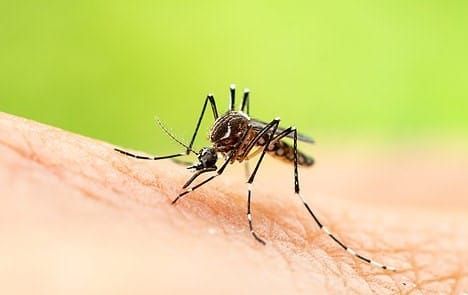 Take your own precautions against mosquito bites post image