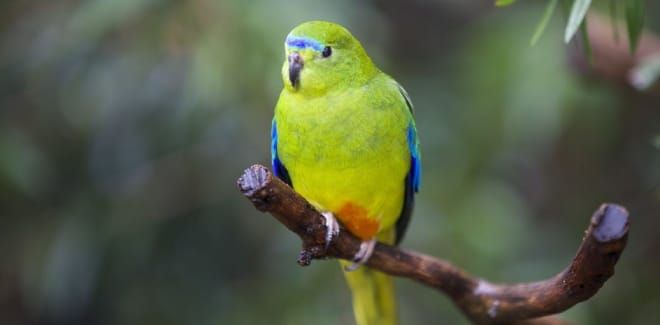 Orange-bellied parrots released into the wild post image