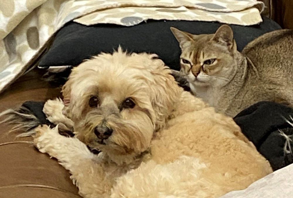 Shire to bring domestic animal businesses to heal post image