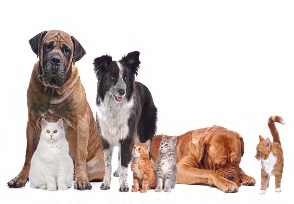 New shire plan says cats and dogs are family too post image