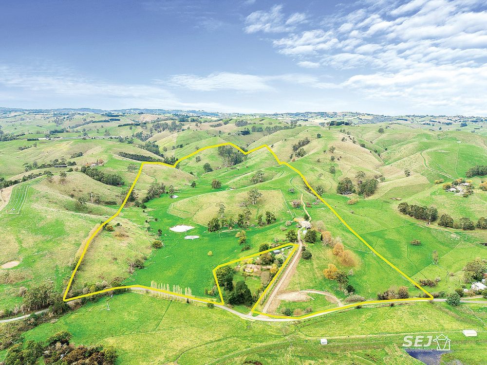 Productive blue gum grazing post image
