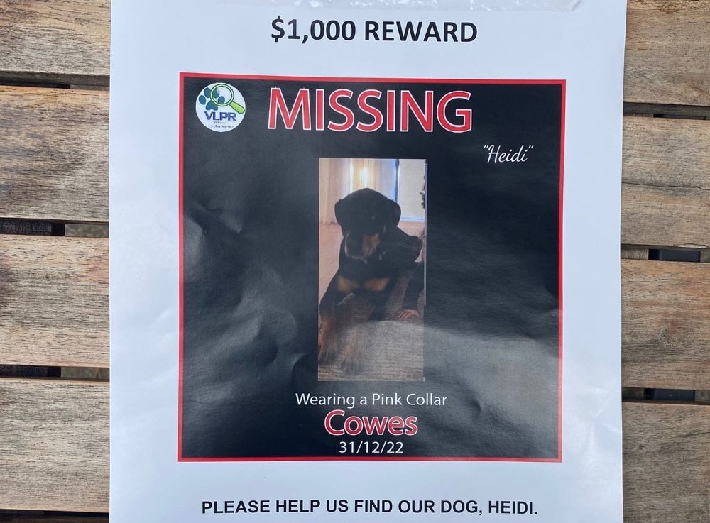 Lost Island pouch finds ‘a dog’s way home’ post image