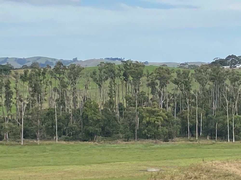 Not-so-sweet pittosporum sucking the life out of our bush post image