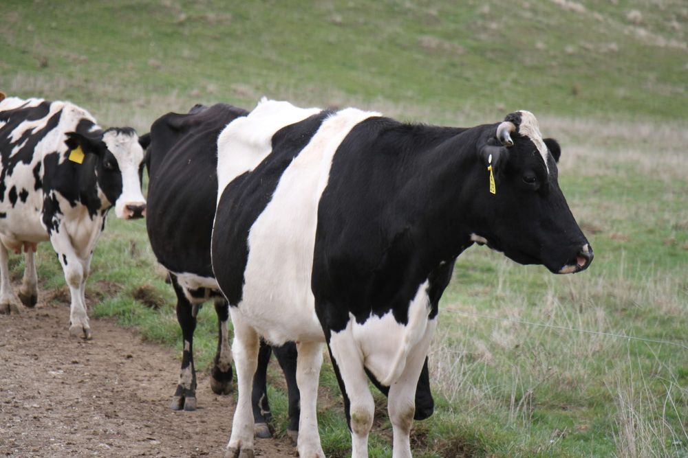 Lactalis acquisition threatens many iconic dairy brands according to UDV post image