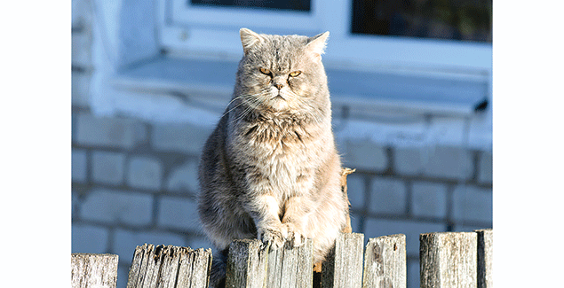 Better education, not containment, says resident post image