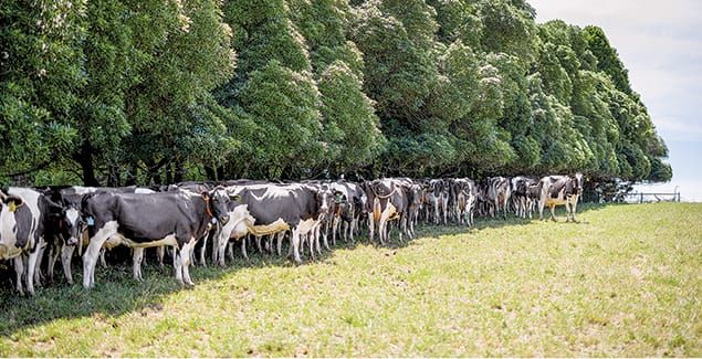 Heat-tolerant cows to boost dairy milk production post image