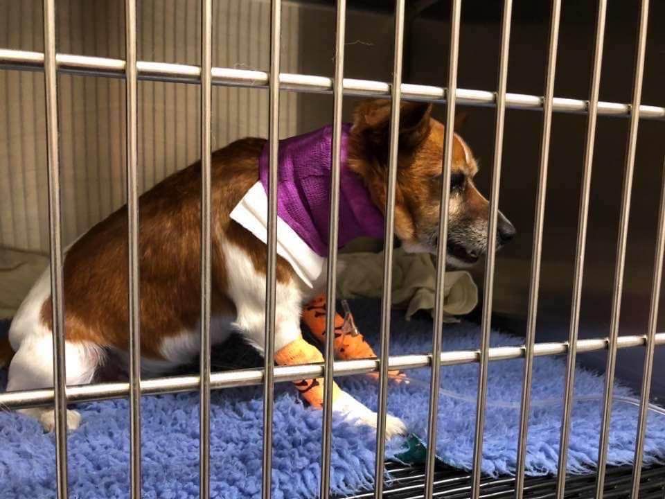 Dogs not us most at risk from snakes on the move post image