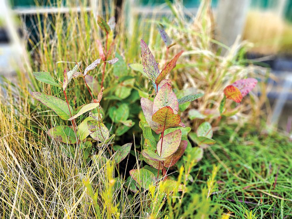 Limited species winter sale post image