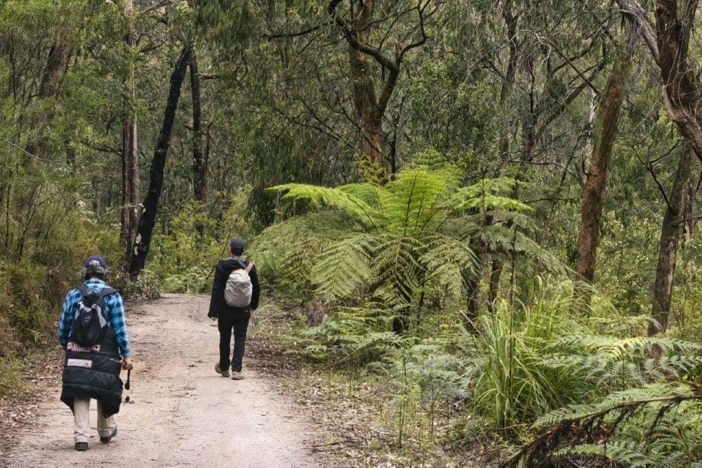 Forest in Mirboo North still waiting for classification six years on post image