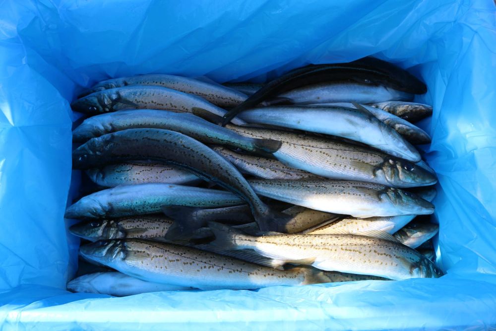 Have your say on Corner Inlet fishery plan post image