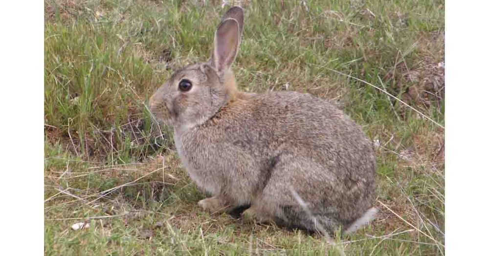 Learn how to keep the rabbits out post image